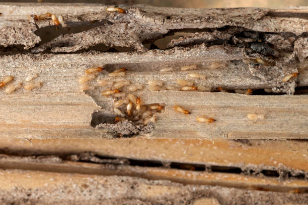 Bird Control in Highspire, PA