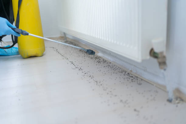 Wasp Removal Services in Highspire, PA